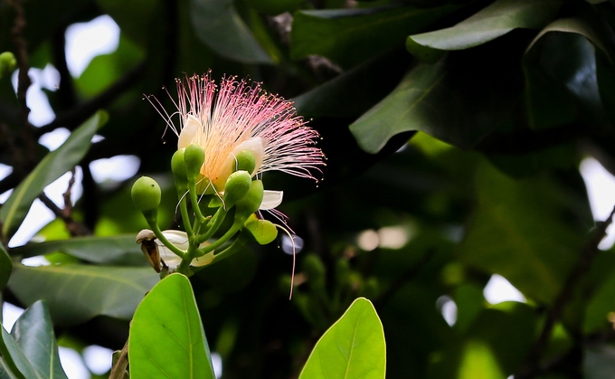 Cây bàng vuông 16 năm tuổi ở Sài Gòn vào mùa nở hoa
